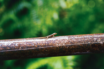 Tiny Lizard on Handrail with Bokeh Background, Hawaii