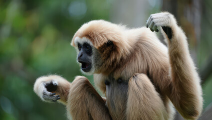 A Captivating Image of a White Handed Gibbon with Open Mouth, Displaying its Distinctive Features in a Natural Setting, Highlighting Primate Behavior and Wildlife Photography