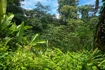 Lush Fern Leaves Against Blue Sky, Big Island Hawaii