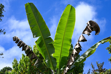 Lush Fern Leaves Against Blue Sky, Big Island Hawaii