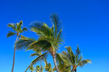 Tropical Palm Trees and Clear Blue Sky, Hawaii