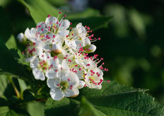 White blossoms Siberian Hawthorn with red stamens in sunlight
