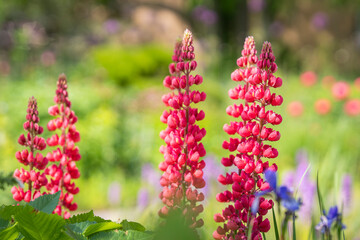 Lupin 'My Castle' (Lupinus x russellii). Colourful display of red/pink lupins in an coyttage garden border.Red lupinus flowers in the garden. 
