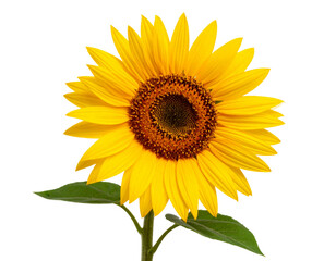 Sunflower Head with Missing Petals, Close-Up Top View, Isolated PNG