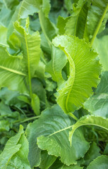 Horseradish leaves in the garden close-up, selective focus, natural background, vertical