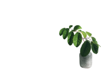 A potted plant in muted tones