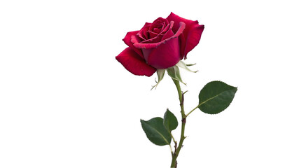 Obraz premium A single red rose with its stem and leaves stands elegantly against a transparent background