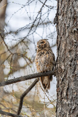 Long-eared owl (Asio otus), looking forward with wide opened eyes