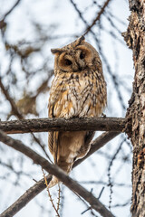 Long-eared owl (Asio otus), looking forward with wide opened eyes