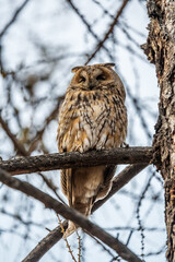 Long-eared owl (Asio otus), looking forward with wide opened eyes