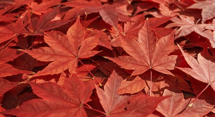 Fallen Red Maple Leaves on the Ground in Autumn Sunlight