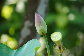 Close-up of a developing lotus bud with a blurry background