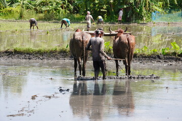 Naklejka premium A traditional farming scene of rice cultivation in a paddy field