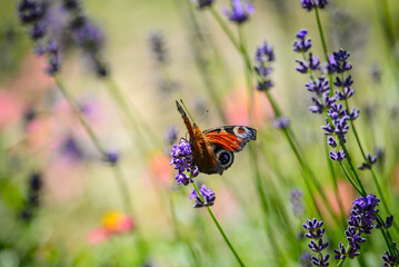 lavender flowers in the field