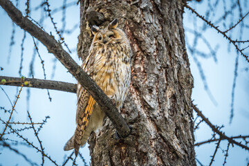 Long-eared owl (Asio otus), looking forward with wide opened eyes