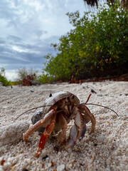 March of the Coastal Wanderer