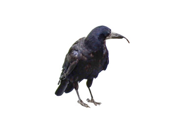 Crow isolated on white background