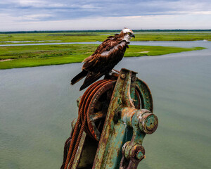 Wings Resting Over the Wetlands
