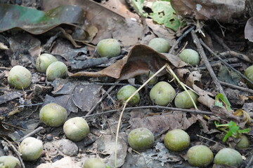 Green Hog Palms Scattered on Forest Floor Among Dry Leaves and Twigs in Natural Setting