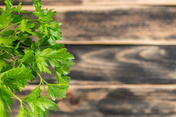 Parsley leaves and stems in the foreground on one side, with a blurred dark weathered wood background and copy space.