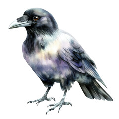 Fototapeta premium Realistic watercolor illustration of a detailed black and white bird with shaded feathers and a beak