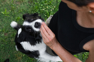 Dog eagerly interacts with owner during an outdoor play session in a grassy park on a sunny day