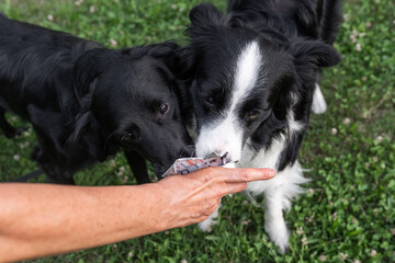 Friendly dogs enjoying treats in a green park during a sunny afternoon