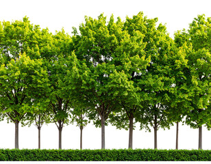 Wide Row of Lush Green Trees and Summer Underbrush, Slight Angled Perspective, Transparent Background