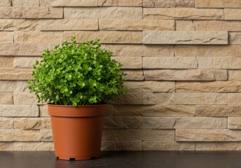 Vibrant green potted plant against textured stone wall background