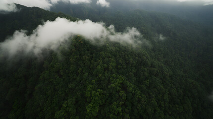 Fototapeta premium Dense green forest covered with mist and low-hanging clouds
