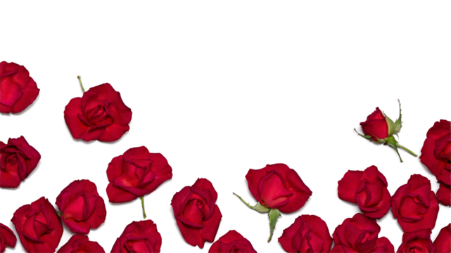 A beautiful arrangement of red roses isolated on transparent background creates a romantic and elegant floral design