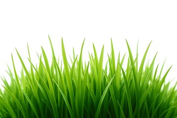 Fototapeta premium Vibrant green grass blades reaching upwards against a clean white background in a close up shot