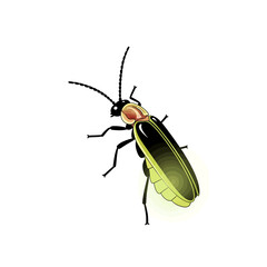 A stylized illustration of a glowing firefly, showcasing its segmented body and delicate antennae.