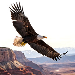 Obraz premium Majestic eagle soaring over a canyon landscape isolated on transparent background 