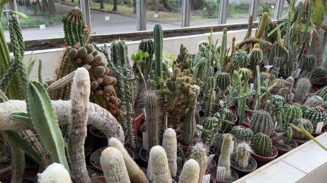 Diverse Cactus Collection Thrives in a Greenhouse, Showcasing Various Shapes, Sizes, and Textures, Including Fluffy and Spiky Varieties.