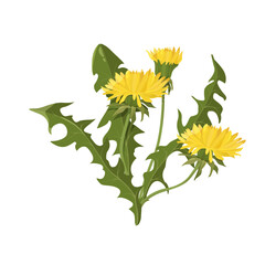 Vector illustration dandelion on a isolated background. Perennial plant or wild herb, used in herbal medicine, cosmetics, medicine. Vector illustration.