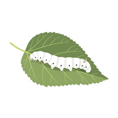 A plump white silkworm caterpillar crawls along a vibrant green mulberry leaf.