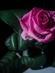 pink rose with water drops