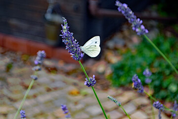 dem Kohlweißling schmeckt der Lavendel