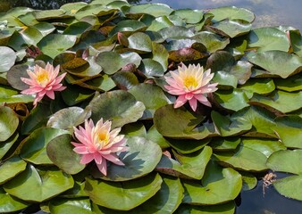 Beautiful Pink Water Lily - Summer Lotus Flower Floating in a Pond