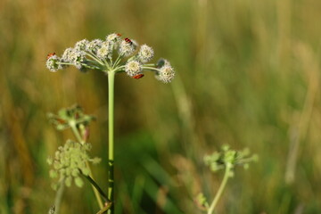 large meadow wild plant with white flower on which colorful red beetles crawl