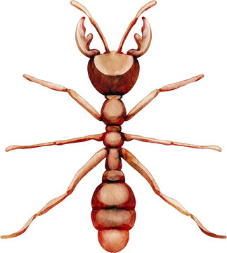 watercolor ant