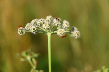 A group of bright red and black beetles on the top of a meadow plant flower against a blurred mountain meadow background