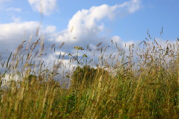Obraz premium tall blades of uncut meadow grass bending in the wind against a background of blue sky and white flowing clouds