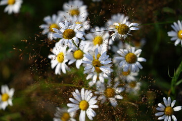 a large bunch of beautifully fully bloomed meadow daisies with yellow centers and white petals in...
