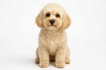 Obraz premium Fluffy maltipoo puppy with teddy bear-like appearance and expressive dark eyes