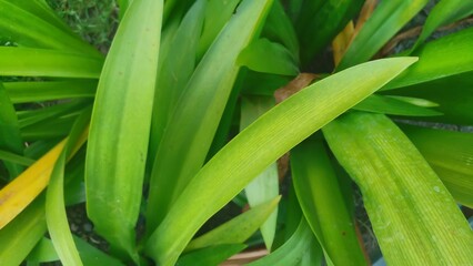 Close-up of fresh, bright green pandan leaves, perfect for cooking and herbal use. background, leaf texture