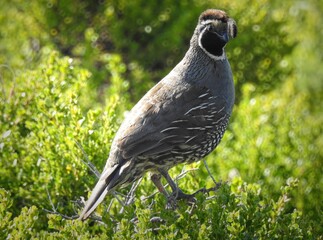 Male California Quail (Callipepla californica) perched in the grasses of Point Reyes National Seashore