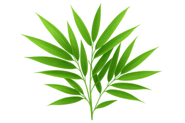 Fototapeta premium Verdant bamboo leaves cascading against transparent surface, rendering minimalist botanical elegance with serene tropical essence