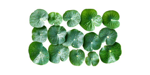 Green Gotu Kola Leaves With Water Droplets. Herbal Medicine And Skincare Concept Isolated On Transparent Background